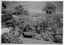 Image of Lamb Bridge from Viaduct. Cattle in Great Hey Farmlands behind