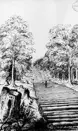 Black and white sketch of Corduroy Road - over a swamp in Orillia Township
